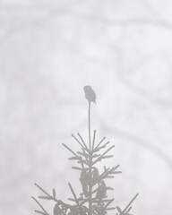 Pyrgmy owl on top of the tree in the misty morning