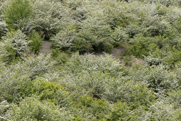 Close-up of many flowering Crataegus monogyna shrubs
