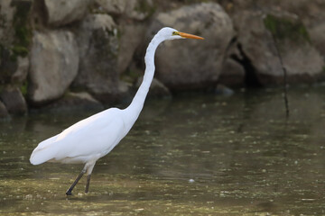 Close up photo of an white egret
