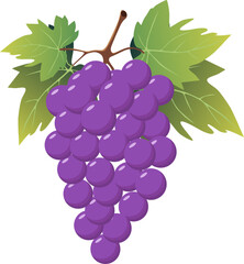 Purple bunch of grapes with leaves isolated on transparent background. Vector illustration.
