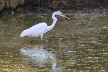 Reflection in water of an egret