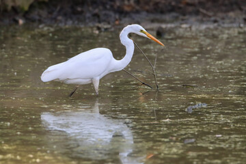 Great white heron looking for food