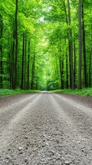 Obraz premium A gravel road leads into a lush green forest canopy in bright light. Trees line the way