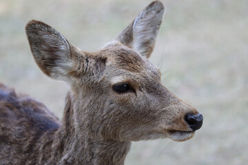 Portrait of a dear - Nara, Japan