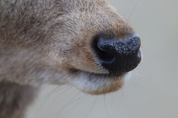 Close up of a deer nose