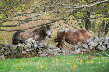 Horses behind a stone wall.
