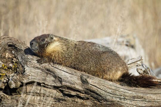  Marmot suns itself on a log.