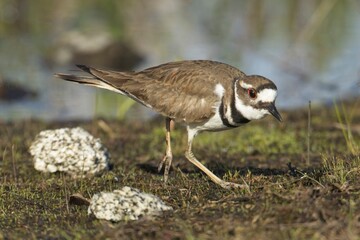   Killdeer walking on ground near water.