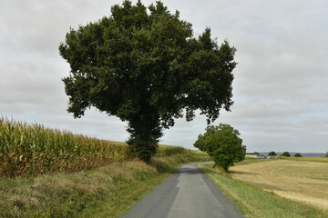Les deux arbres solitaires le long d'une route de campagne près du bourg de Vendoire au Périgord Vert  © Photocolorsteph