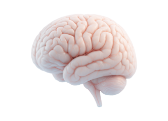 Human Brain Isolated. Brain Transparent Background.