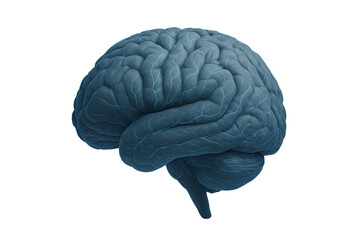 Human Brain Isolated. Brain Transparent Background.