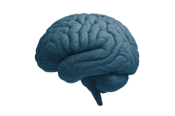 Human Brain Isolated. Brain Transparent Background.