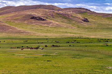 Obraz premium The endless landscape of Mongolia 