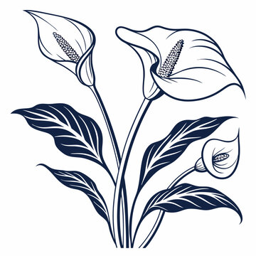 black and white arums