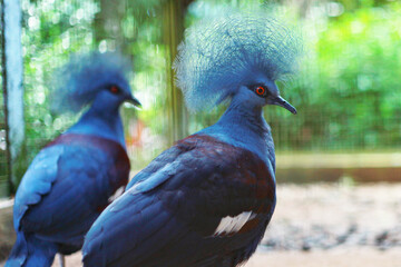 blue crowned pigeon