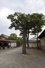Trees inside Nijo Castle garden
