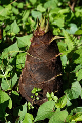Bamboo shoots in the grass. Bamboo shoots on the ground in the garden, close-up