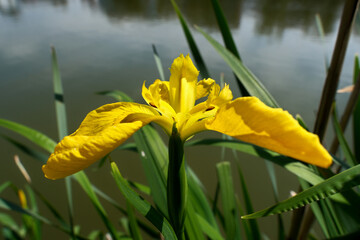 Iris pseudacorus, also known as yellow iris. Yellow iris flower on the background of the green...