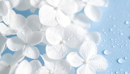 Białe kwiaty hortensji kwiatowe błękitne tło