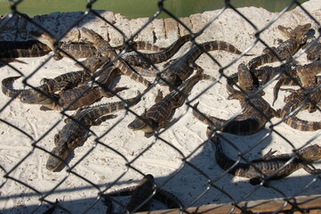 Group of young alligators sunbathing on white sand near a pond at an alligator farm in Florida