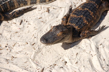 Group of young alligators sunbathing on white sand near a pond at an alligator farm in Florida
