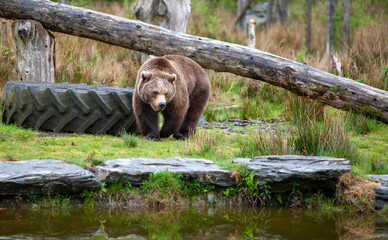 Big brown bear Ursus Arctos on a walk along the pond shore, reflected in the water natural habitat environment, Wild Ireland.