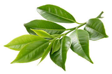 Obraz premium Close up of a tea plant branch with vibrant green leaves isolated on a transparent background studio shot