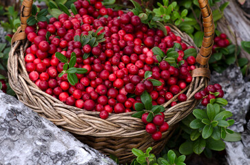 Wicker basket with cranberries in the woods. Close-up