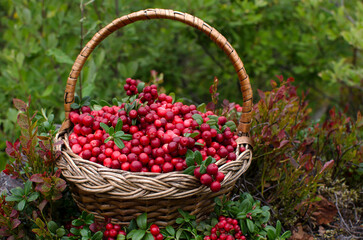Wicker basket with cranberries in the woods. Close-up