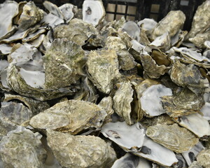 Huitre creuses dans une manne dans l'une des exploitation typique de la baie d'Arcachon au cap Ferret 