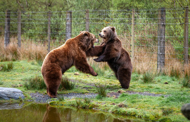 Two Big brown bears Ursus Arctos play, attacking each other, fighting standing on hind legs, natural habitat environment, Wild Ireland.