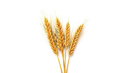Fototapeta premium Elegant Wheat Drawing Concept for Food Product Photography, Studio Shot