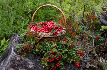 Wicker basket with cranberries in the woods. Close-up