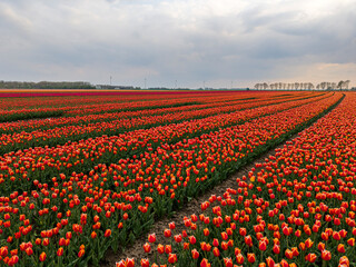 A breathtaking low-angle view of expansive tulip fields, showcasing radiant blossoms aligned in...