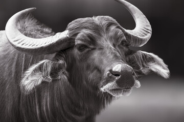 Hauswasserb&uuml;ffel