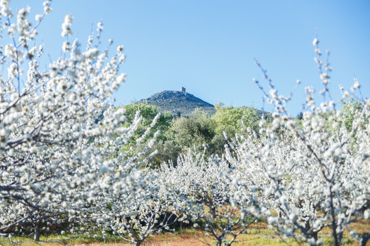 Cerezos en flor