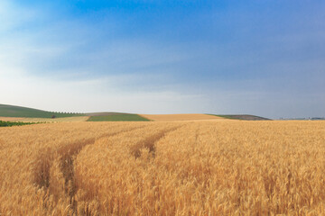 Fototapeta premium Trigales