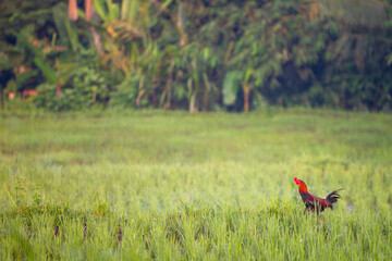 Rooster in a Rice Field