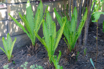 Green seedling of foliage fern nephrolepis exaltata planted in garden close up. Lush leafs boston...