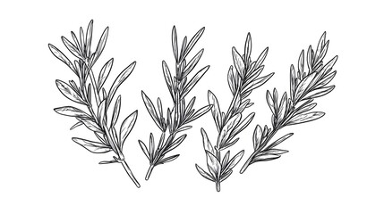 Detailed illustration of sprigs of herbs.