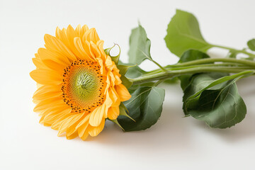 Close Up View Of A Vibrant Sunflower With Green Stem And Leaves Laying On White Surface