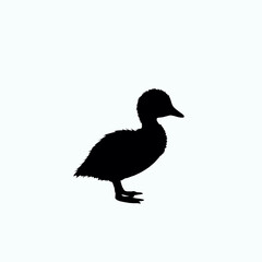 baby duck silhouette on white background