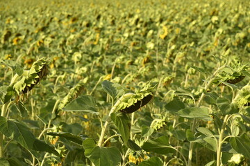 Tournesol faisant dos au soleil à Champagne au Périgord Vert 