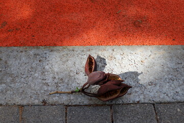 Fallen dry leaves and flowers in the city park