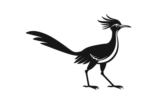 Roadrunner bird silhouette vector style, roadrunner bird isolated background