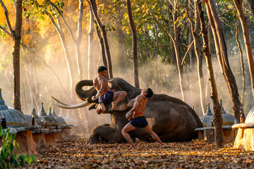 Muay Thai Fighters Training Beside Elephant in Forest Temple. Traditional Martial Arts Practice in Rural Thailand at Sunset.