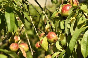 Prunes rouge-orangées en maturation sur un des pruniers à Champagne au Périgord Vert 