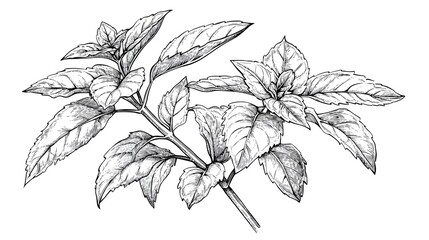 Detailed botanical drawing of mint leaves and stems.