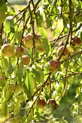 Prunes rouge-orangées en maturation sur un des pruniers à Champagne au Périgord Vert 