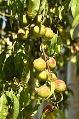 Obraz premium Prunes rouge-orangées en maturation sur un des pruniers à Champagne au Périgord Vert 